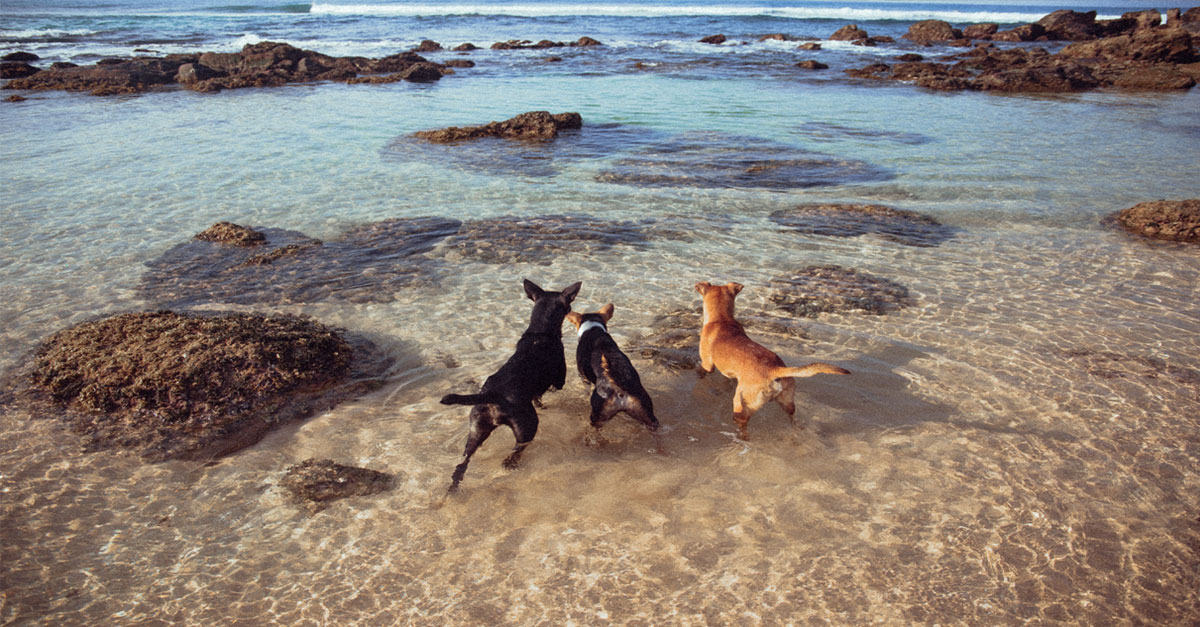 4 dog friendly beaches in Portugal for summer 2021 — idealista